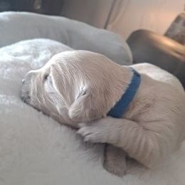 Golden Retriever Puppies from Mountain Sky Goldens