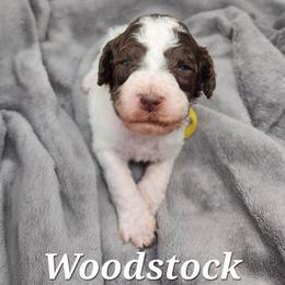 Woodstock - Parti male Poodle puppy in Dover, Delaware from Dogtastic Poodles
