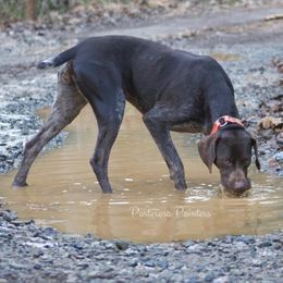 Piper - German Shorthaired Pointer