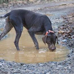 Piper - German Shorthaired Pointer