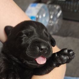 Labrador Retriever Puppies from Steele Caliber Retrievers