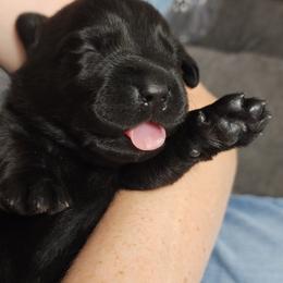 Labrador Retriever Puppies from Steele Caliber Retrievers