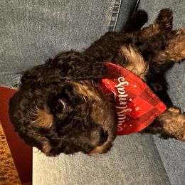 Gamora - Phantom Bernedoodle puppy in Knoxville, Tennessee from Bright Side Doodles