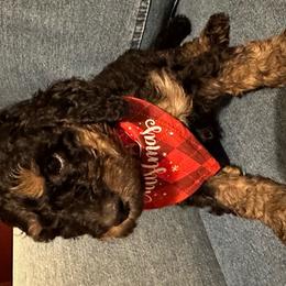 Gamora - Phantom Bernedoodle puppy in Knoxville, Tennessee from Bright Side Doodles