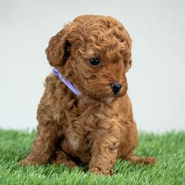 Boy 3 - male Poodle puppy in Weston, Florida from Miami Toy Poodles