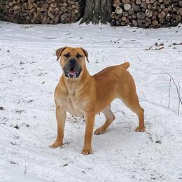 Svedka - Boerboel