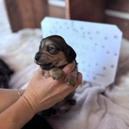 Gina - Sable female Dachshund puppy in Mc Alester, Oklahoma from A Anchor Farm