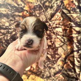 Pumpkin - White and tan female Russell Terrier puppy in Viper, Kentucky from Mountain Top