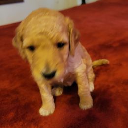 Girl 3 - Goldendoodle puppy in Odell, Nebraska from Kat and Kadoodles