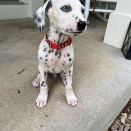 Dalmatian Puppies from Dalmatian Creation