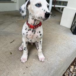Dalmatian Puppies from Dalmatian Creation