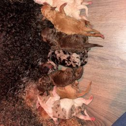 Goldendoodle and Poodle Puppies from Corbin’s Southern Curl’s