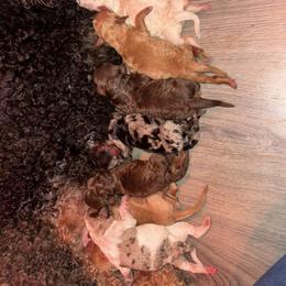Goldendoodle and Poodle Puppies from Corbin’s Southern Curl’s