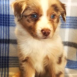 Miniature Australian Shepherds and Toy Australian Shepherds from Gamel’s Aussome Aussies