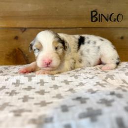Bingo - Blue merle female Australian Shepherd puppy in Kearney, Nebraska from Helix Aussies