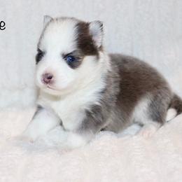 Boone - Blue male Pomsky puppy in Denham Springs, Louisiana from Bayouland Pomskies