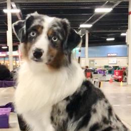 Miniature American Shepherd All Grown Up from Greenwood Acres Kennel