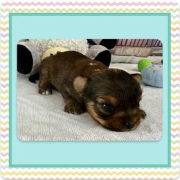 Xerxes - Parti male Yorkshire Terrier puppy in Annandale, Virginia from Artisan Yorkies LLC