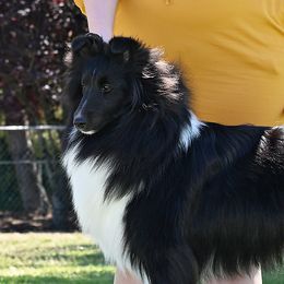 Lark - Shetland Sheepdog