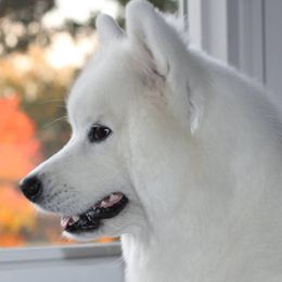 Samoyeds from Koukla Samoyeds