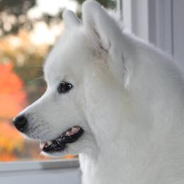 Samoyeds from Koukla Samoyeds