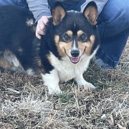 Jack - Pembroke Welsh Corgi
