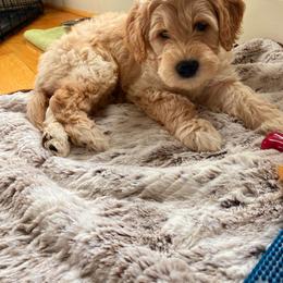 Goldendoodle Puppies from Highland Grove Doodles, LLC