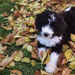 Bernedoodle Puppies from Belly Rubs