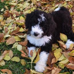 Bernedoodle Puppies from Belly Rubs