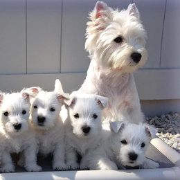 West Highland White Terriers from Wildwood Westies