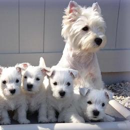 West Highland White Terriers from Wildwood Westies