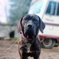 Molosser (Bully x) Puppies from Riot River Mastiffs