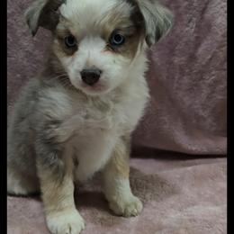 Girl 2 - Blue merle female Miniature Australian Shepherd puppy in Bend, Oregon from Badlands Toy and Mini Aussies