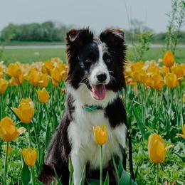 Safari - Border Collie
