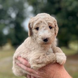 Riley - Cream female Poodle puppy in Athens, Georgia from Alexander’s Standard Poodles
