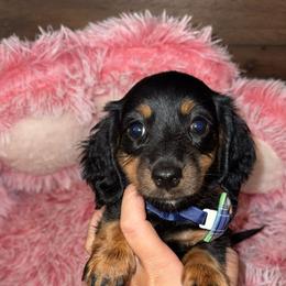 Dachshund and French Bulldog Puppies from Trust Fund Devil Kennel