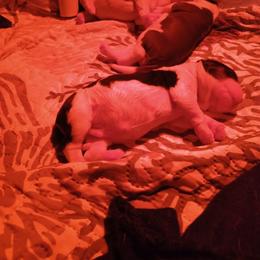 English Springer Spaniel Puppies from IV Springers of California