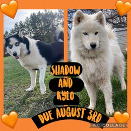 Siberian Husky puppies from Siberian Huskies-Beckham the Great