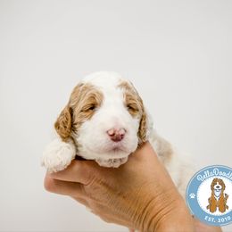 Goldendoodle Puppies from BellaDoodles