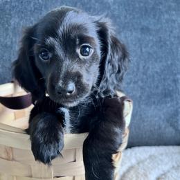 Bruno and Brownie - Black male Dachshund puppy in Ocala, Florida from Weenie Boops