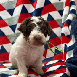 Green (aka Lt Blue) Collar Boy - Brown male Poodle puppy in Huntsville, Alabama from Flint River Poodles