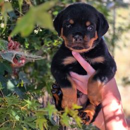 Roman - Black and mahogany male Rottweiler puppy in Cottage Grove, Oregon from Divine Rottweilers