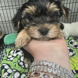 Chihuahua, Morkie, and Yorkshire Terrier Puppies from Patty’s Paws