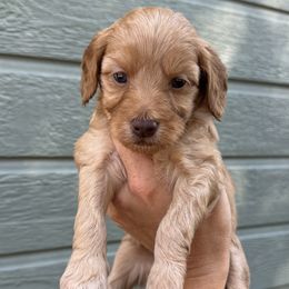 Peaches - Red female Bernedoodle puppy in Horseshoe Bend, Idaho from Over the Moon Poodles and Doodles
