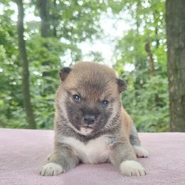Soro - Sesame female Shiba Inu puppy in Clayton, Illinois from Adorable-Puppies