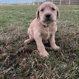 Silver - Golden male Golden Retriever puppy in Mount Carmel, Tennessee from HS Goldens