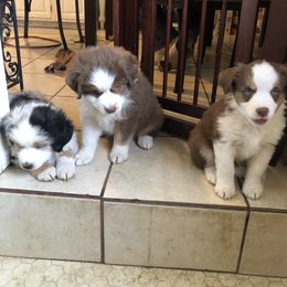 Miniature Australian Shepherd Puppies from Boulder Mini Aussies