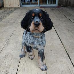 English Springer Spaniels from Smyrna Springers
