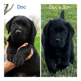 French Bulldog and Labrador Retriever Puppies from Avondale Labradors