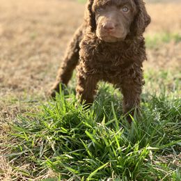 Poodle Puppies from Cosmic Caliber Standard Poodles